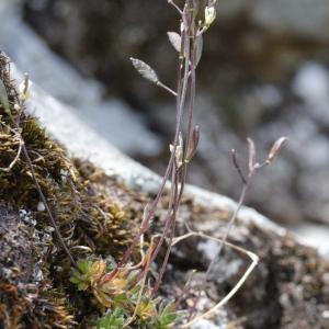  - Draba carinthiaca Hoppe [1823]