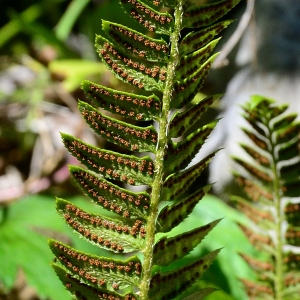  - Polystichum lonchitis (L.) Roth [1799]