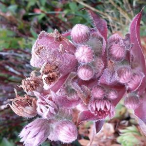 Photographie n°2326004 du taxon Sempervivum tectorum L.