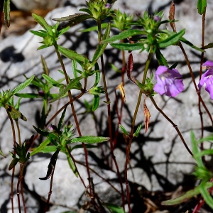 Photographie n°2326008 du taxon Galeopsis angustifolia Ehrh. ex Hoffm. [1804]