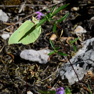 Photographie n°2326009 du taxon Galeopsis angustifolia Ehrh. ex Hoffm. [1804]