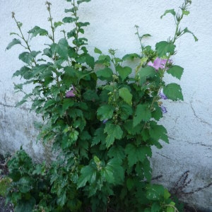 Photographie n°2326018 du taxon Hibiscus syriacus L. [1753]