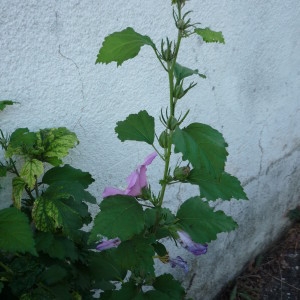 Photographie n°2326019 du taxon Hibiscus syriacus L. [1753]