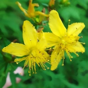 Photographie n°2326042 du taxon Hypericum perforatum L. [1753]