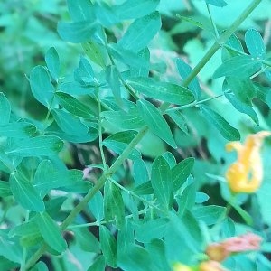 Photographie n°2326043 du taxon Hypericum perforatum L. [1753]