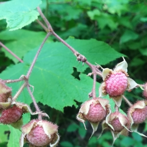 Photographie n°2326053 du taxon Rubus odoratus L. [1753]