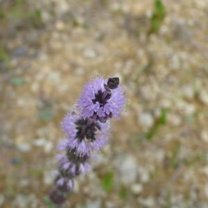  - Mentha pulegium L. [1753]
