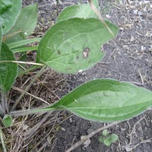 Photographie n°2326080 du taxon Rudbeckia hirta L. [1753]