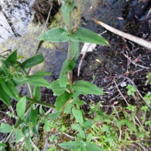 Photographie n°2326085 du taxon Lythrum salicaria L.