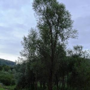  - Salix alba L. [1753]