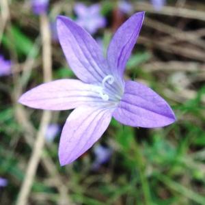 Photographie n°2326106 du taxon Campanula patula L. [1753]