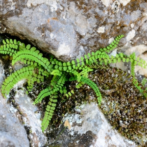  - Asplenium trichomanes L. [1753]