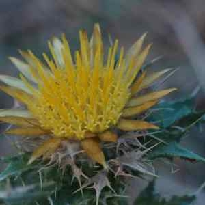 Photographie n°2326127 du taxon Carlina corymbosa L. [1753]