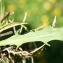  Liliane Roubaudi - Scorzoneroides autumnalis (L.) Moench [1794]