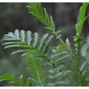 Tanacetum sp.