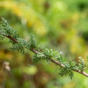 Photographie n°2326183 du taxon Achillea ligustica All. [1773]