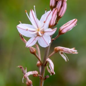 Photographie n°2326186 du taxon Asphodelus ramosus subsp. ramosus 