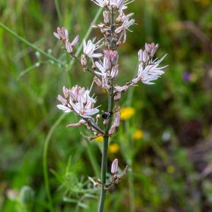 Photographie n°2326192 du taxon Asphodelus ramosus subsp. ramosus 