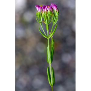 Centaurium erythraea subsp. rhodense var. sanguineum (Mabille) Gamisans (Petite-centaurée de Rhodes)