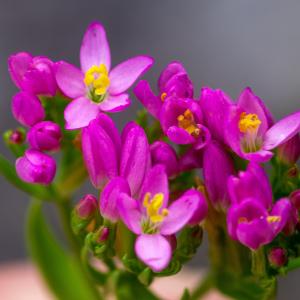  - Centaurium erythraea subsp. rhodense (Boiss. & Reut.) Melderis