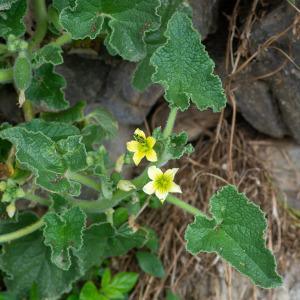 Photographie n°2326198 du taxon Ecballium elaterium var. elaterium 