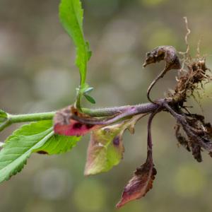 Photographie n°2326202 du taxon Knautia integrifolia (L.) Bertol. [1836]