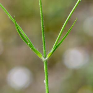 Photographie n°2326204 du taxon Knautia integrifolia (L.) Bertol. [1836]