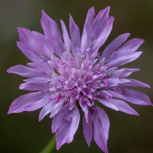 Photographie n°2326206 du taxon Knautia integrifolia (L.) Bertol. [1836]