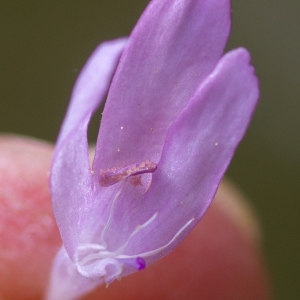 Photographie n°2326207 du taxon Knautia integrifolia (L.) Bertol. [1836]