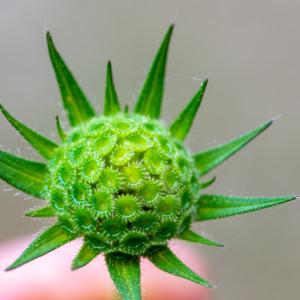 Photographie n°2326209 du taxon Knautia integrifolia (L.) Bertol. [1836]