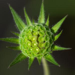 Photographie n°2326210 du taxon Knautia integrifolia (L.) Bertol. [1836]