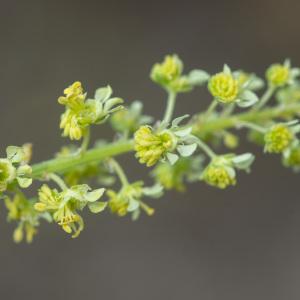 Photographie n°2326223 du taxon Reseda lutea L. [1753]