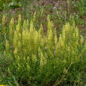 Photographie n°2326226 du taxon Reseda lutea L. [1753]