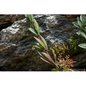 Rubia peregrina subsp. longifolia (Poir.) O.Bolòs (Garance à longues feuilles)