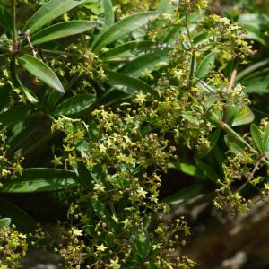  - Rubia peregrina subsp. longifolia (Poir.) O.Bolòs