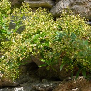  - Rubia peregrina subsp. longifolia (Poir.) O.Bolòs
