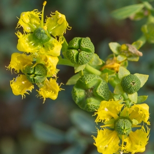 Photographie n°2326238 du taxon Ruta chalepensis L. [1767]