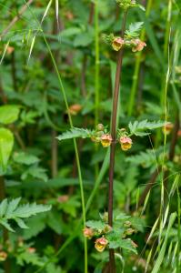 Jean-Jacques Houdré, le 28 mai 2019 (Morsiglia (Couvent de l'Annunziata))