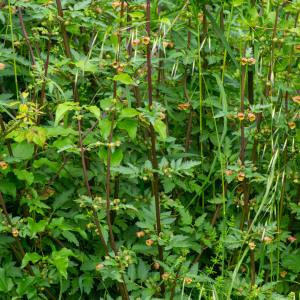 - Scrophularia trifoliata L. [1759]