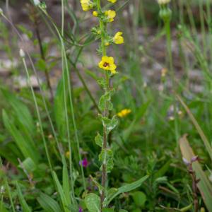 Photographie n°2326248 du taxon Verbascum conocarpum subsp. conradiae Jeanm. [1992]