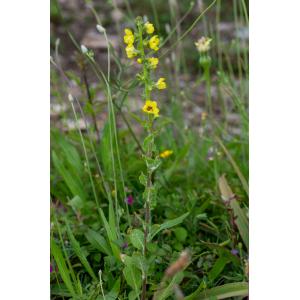 Verbascum conocarpum subsp. conradiae Jeanm. (Molène de Marcelle Conrad)