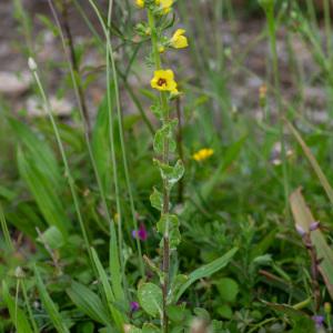 Photographie n°2326249 du taxon Verbascum conocarpum subsp. conradiae Jeanm. [1992]