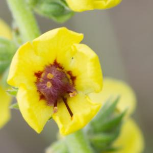 Photographie n°2326251 du taxon Verbascum conocarpum subsp. conradiae Jeanm. [1992]