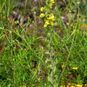 Photographie n°2326252 du taxon Verbascum conocarpum subsp. conradiae Jeanm. [1992]