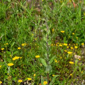 Photographie n°2326253 du taxon Verbascum conocarpum subsp. conradiae Jeanm. [1992]