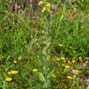  - Verbascum conocarpum subsp. conradiae Jeanm. [1992]