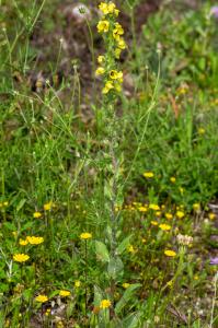 Jean-Jacques Houdré, le 28 mai 2019 (Luri (Col de la Serra))