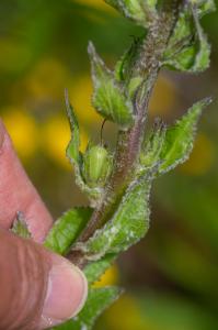 Jean-Jacques Houdré, le 28 mai 2019 (Luri (Col de la Serra))