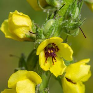  - Verbascum conocarpum subsp. conradiae Jeanm. [1992]