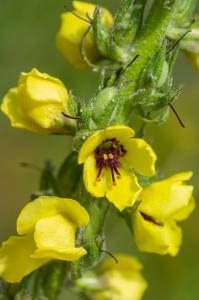 Jean-Jacques Houdré, le 28 mai 2019 (Luri (Col de la Serra))